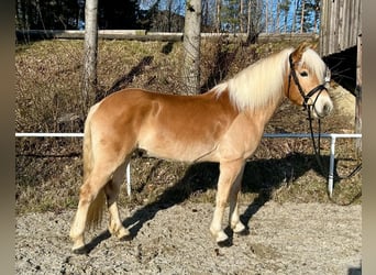 Haflinger, Caballo castrado, 6 años, 150 cm, Alazán