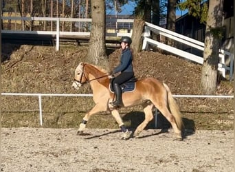 Haflinger, Caballo castrado, 6 años, 150 cm, Alazán