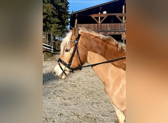 Haflinger, Caballo castrado, 6 años, 150 cm, Alazán