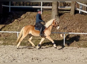 Haflinger, Caballo castrado, 6 años, 150 cm, Alazán