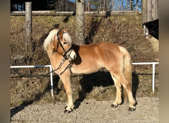 Haflinger, Caballo castrado, 6 años, 150 cm, Alazán