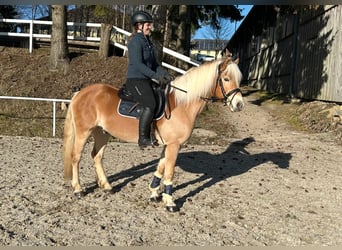 Haflinger, Caballo castrado, 6 años, 150 cm, Alazán