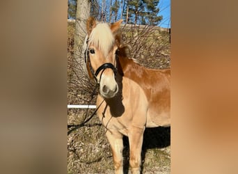 Haflinger, Caballo castrado, 6 años, 150 cm, Alazán