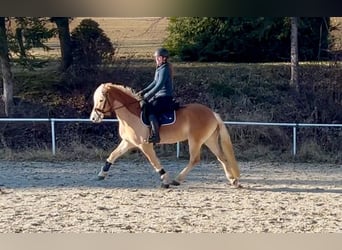 Haflinger, Caballo castrado, 6 años, 150 cm, Alazán