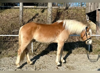 Haflinger, Caballo castrado, 6 años, 150 cm, Alazán