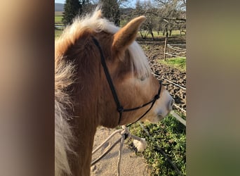 Haflinger, Caballo castrado, 6 años, 150 cm, Alazán rojizo