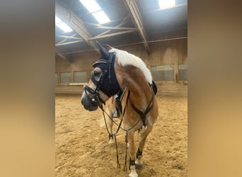 Haflinger, Caballo castrado, 6 años, 152 cm, Alazán