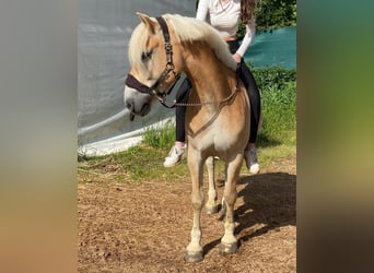 Haflinger, Caballo castrado, 6 años, 152 cm, Alazán