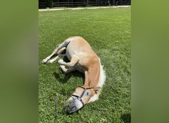 Haflinger, Caballo castrado, 6 años, 152 cm, Alazán