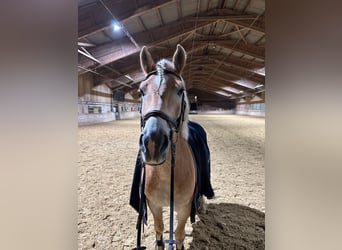 Haflinger, Caballo castrado, 6 años, 152 cm, Alazán