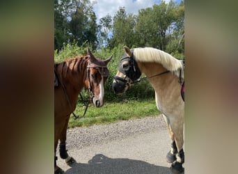 Haflinger, Caballo castrado, 6 años, 152 cm, Alazán