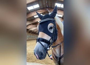 Haflinger, Caballo castrado, 6 años, 152 cm, Alazán