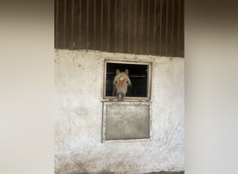 Haflinger, Caballo castrado, 6 años, 152 cm, Alazán