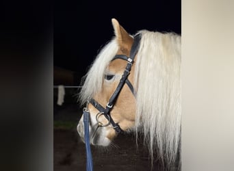 Haflinger, Caballo castrado, 6 años, 152 cm, Alazán