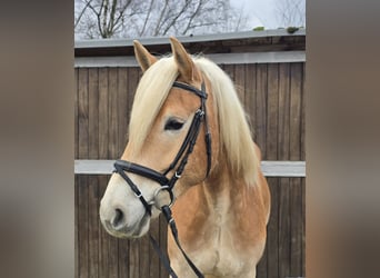 Haflinger, Caballo castrado, 6 años, 153 cm, Alazán