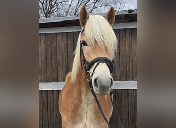 Haflinger, Caballo castrado, 6 años, 153 cm, Alazán