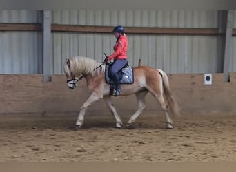 Haflinger, Caballo castrado, 6 años, 153 cm, Alazán