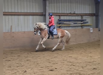 Haflinger, Caballo castrado, 6 años, 153 cm, Alazán