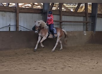 Haflinger, Caballo castrado, 6 años, 153 cm, Alazán