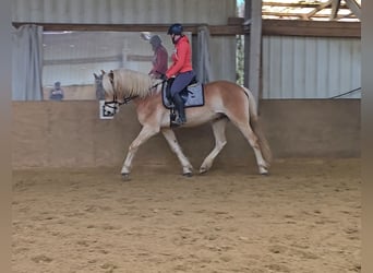 Haflinger, Caballo castrado, 6 años, 153 cm, Alazán