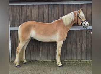 Haflinger, Caballo castrado, 6 años, 153 cm, Alazán