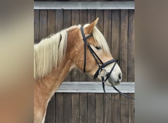 Haflinger, Caballo castrado, 6 años, 153 cm, Alazán