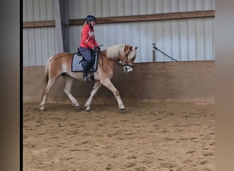 Haflinger, Caballo castrado, 6 años, 153 cm, Alazán