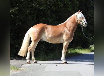 Haflinger, Caballo castrado, 6 años, 155 cm, Alazán