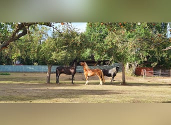 Haflinger, Caballo castrado, 6 años, 155 cm, Bayo