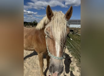 Haflinger, Caballo castrado, 6 años, 155 cm