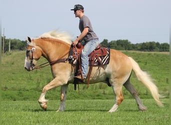Haflinger, Caballo castrado, 6 años, 155 cm, Palomino