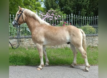 Haflinger, Caballo castrado, 6 años, 156 cm, Palomino