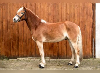 Haflinger, Caballo castrado, 6 años, 158 cm, Castaño claro