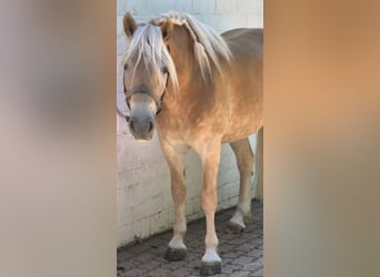 Haflinger, Caballo castrado, 6 años, 160 cm