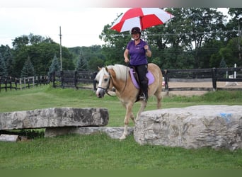 Haflinger, Caballo castrado, 6 años, Palomino