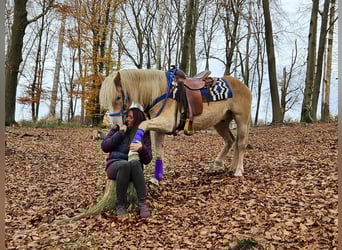 Haflinger, Caballo castrado, 7 años, 146 cm, Alazán