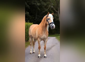 Haflinger, Caballo castrado, 7 años, 148 cm, Palomino