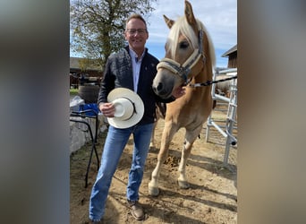 Haflinger, Caballo castrado, 7 años, 150 cm, Alazán