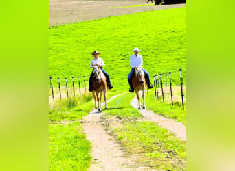 Haflinger, Caballo castrado, 7 años, 150 cm, Alazán