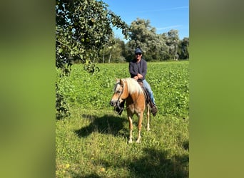 Haflinger, Caballo castrado, 7 años, 150 cm, Alazán