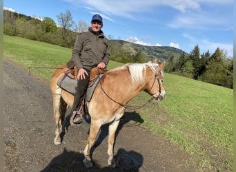 Haflinger, Caballo castrado, 7 años, 150 cm, Alazán