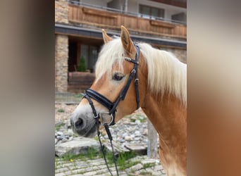 Haflinger, Caballo castrado, 7 años, 150 cm, Alazán