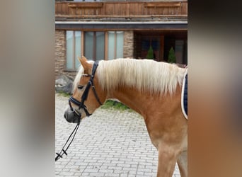 Haflinger, Caballo castrado, 7 años, 150 cm, Alazán