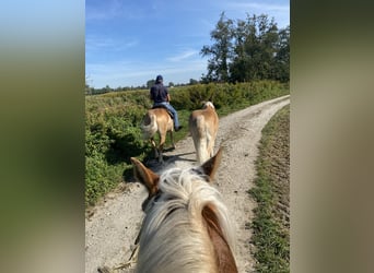 Haflinger, Caballo castrado, 7 años, 150 cm, Alazán