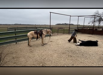 Haflinger Mestizo, Caballo castrado, 7 años, 150 cm, Palomino