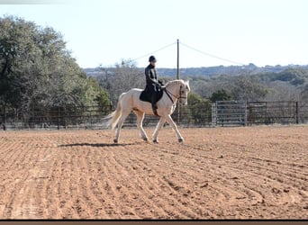 Haflinger Mestizo, Caballo castrado, 7 años, 150 cm, Palomino