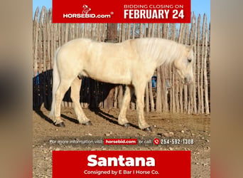 Haflinger Mestizo, Caballo castrado, 7 años, 150 cm, Palomino