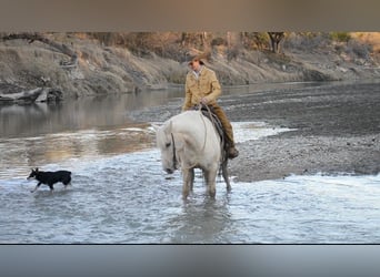 Haflinger Mestizo, Caballo castrado, 7 años, 150 cm, Palomino