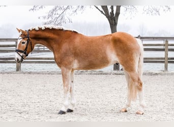 Haflinger, Caballo castrado, 7 años, 155 cm, Alazán