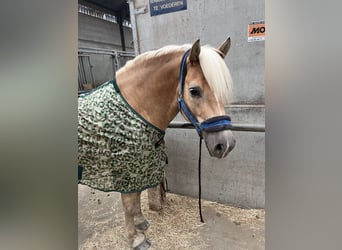 Haflinger, Caballo castrado, 7 años, 155 cm, Alazán